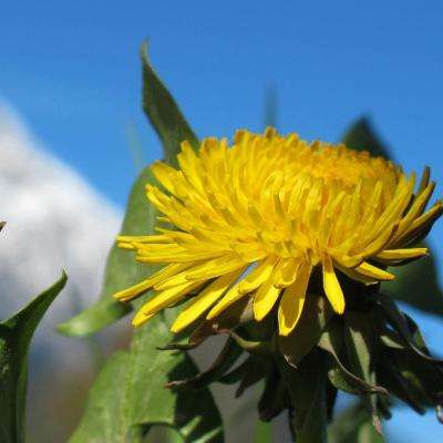 十大正规买足球网站