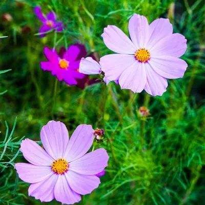 B体育手机版在线